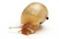 Lissachatina iredalei albino shell juvenil